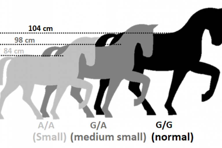 Predictive Height Test (HMGA2 Pony) | generatio.de